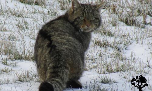 Identificación de rastros de fauna en familia